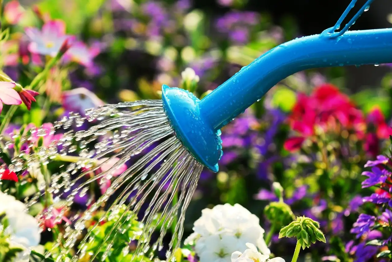 Hai sempre annaffiato i fiori con l’acqua sbagliata: ecco la temperatura giusta
