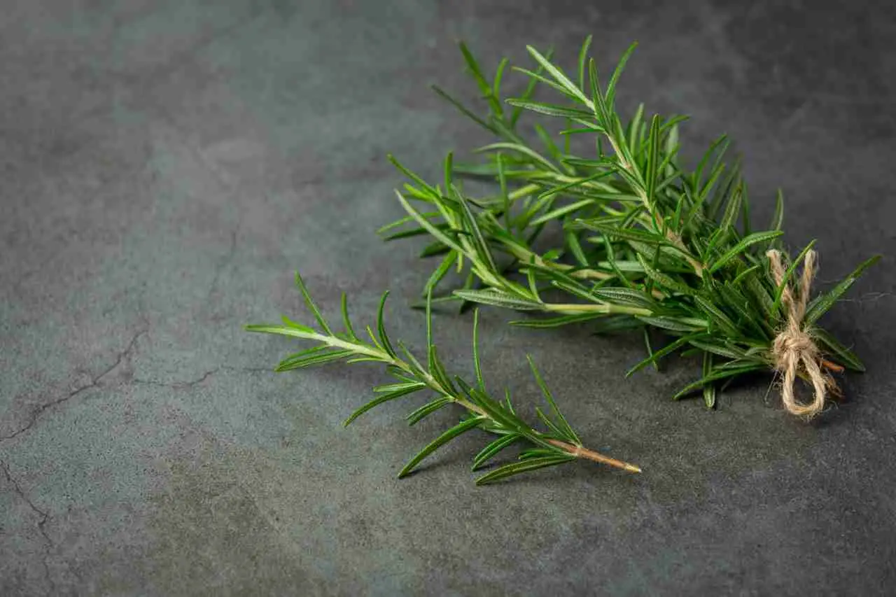 Il momento giusto per piantare lavanda e rosmarino: se sbagli ora non cresceranno