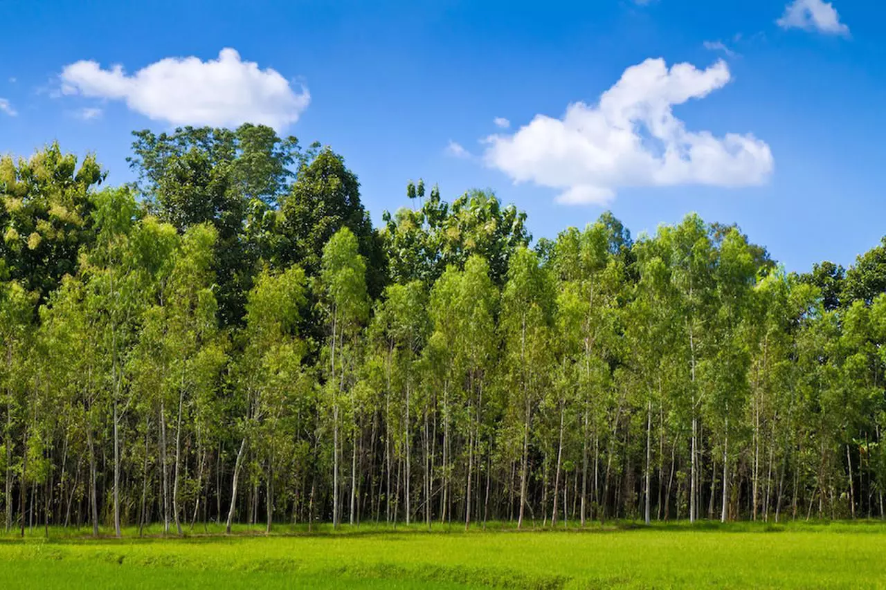Il numero incredibile di specie vegetali che esistono sul pianeta, la risposta ti sorprenderà