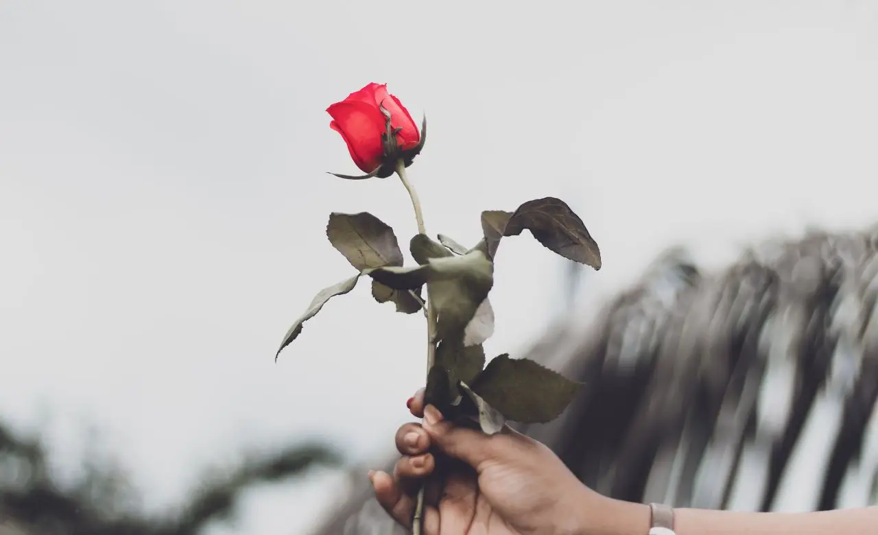 Macchie nere sulle rose? Ecco il trattamento urgente per salvare le piante